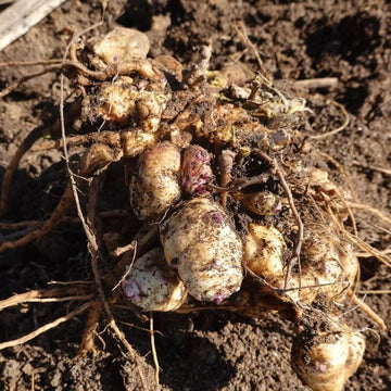 Sunchoke Seeds for Planting