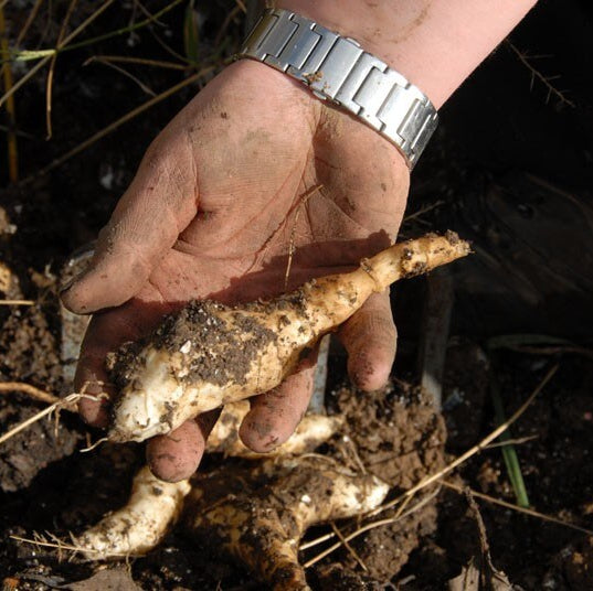 Sunchoke Tuber Seeds - Vegetable Plant