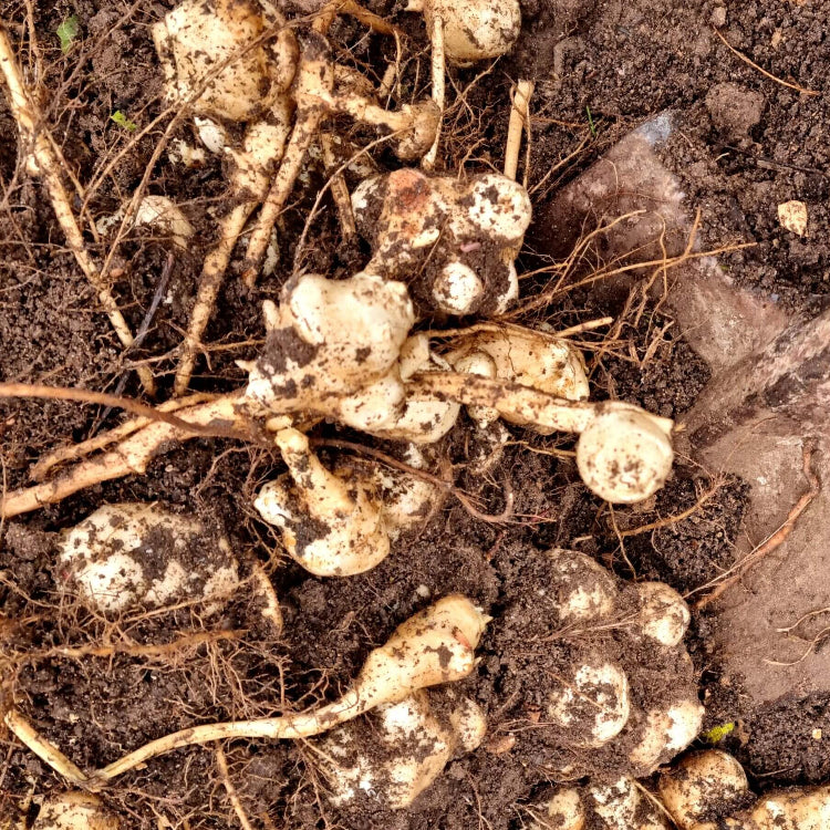 Sunchokes Seeds