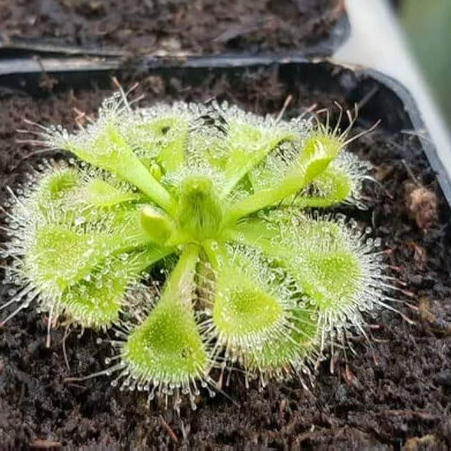 Sundew Seeds - All In One For Home Gardens
