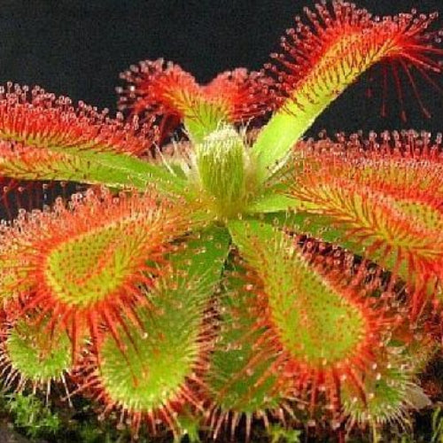 Sundew Seeds - All In One For Home Gardens