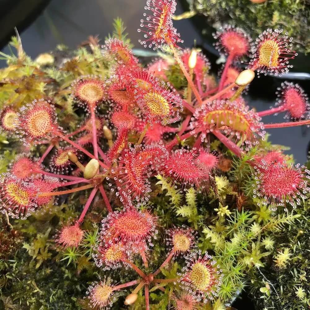 Sundew Seeds - All In One For Home Gardens
