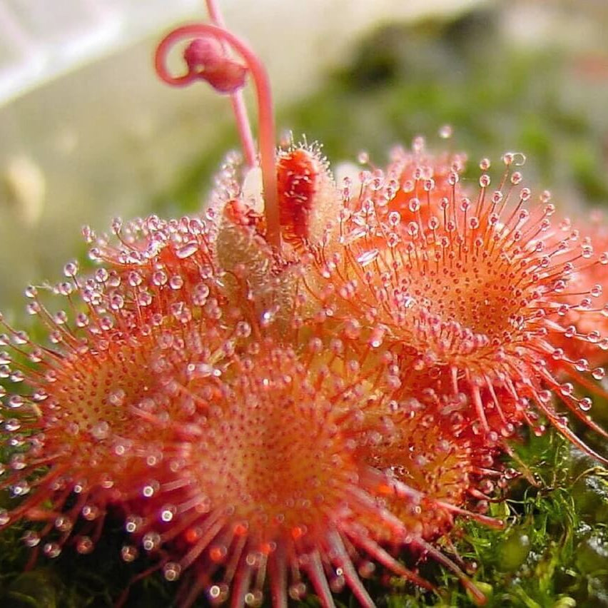 Sundew Seeds - All In One For Home Gardens