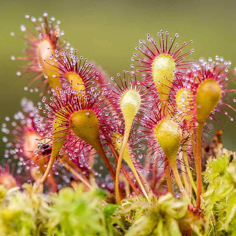 Sundew Seeds - Flower Plant for Home Gardens