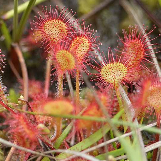 Sundew Seeds - Flower Plant for Home Gardens