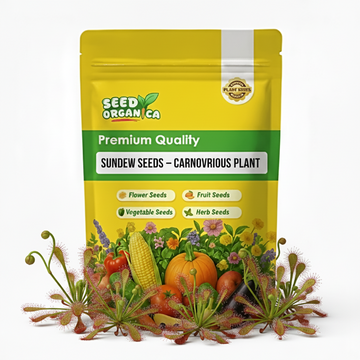 Sundew Seeds – Carnivorous Plant