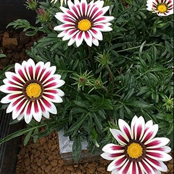 Sunflower Seeds – Africa Gazania