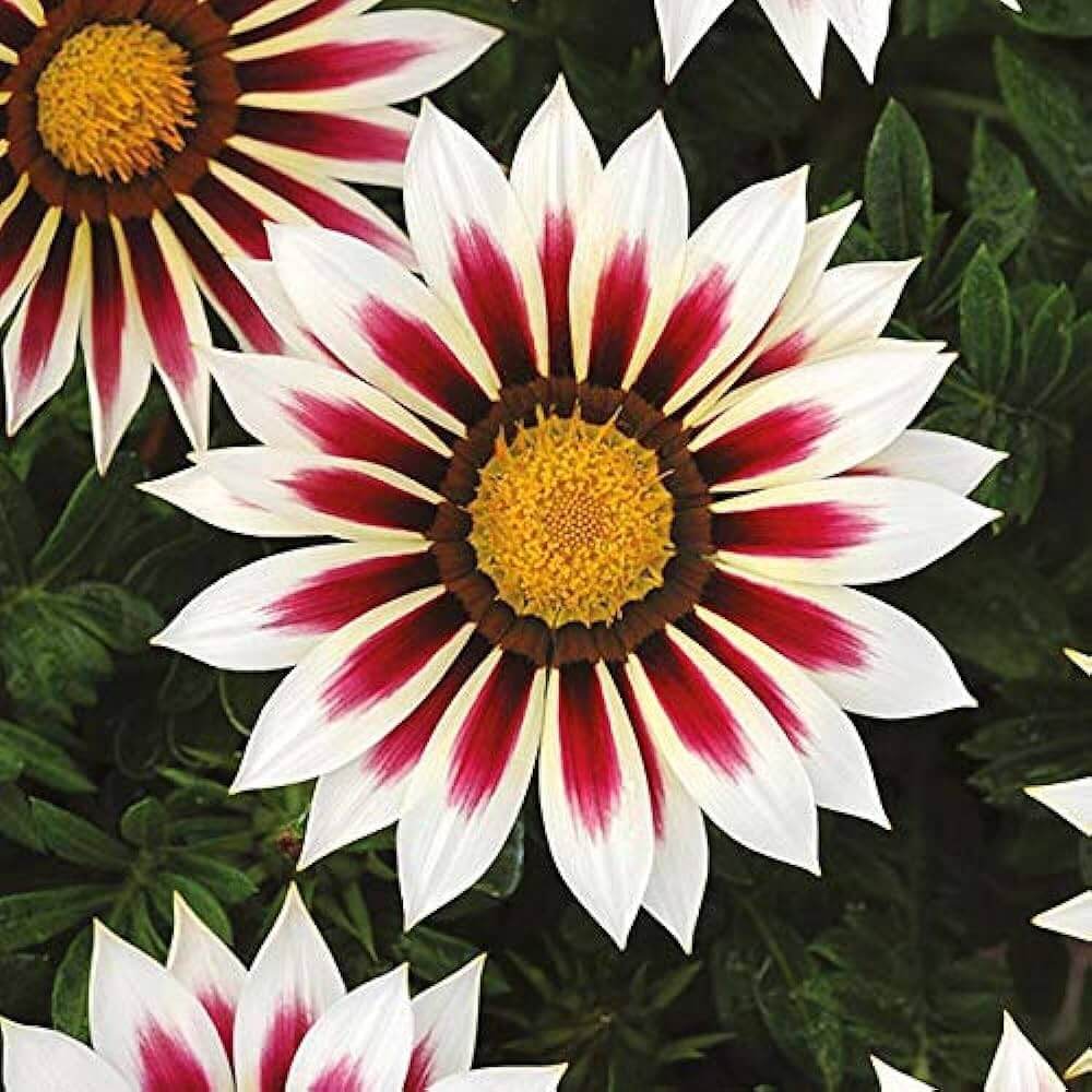 Sunflower Seeds – Africa Gazania