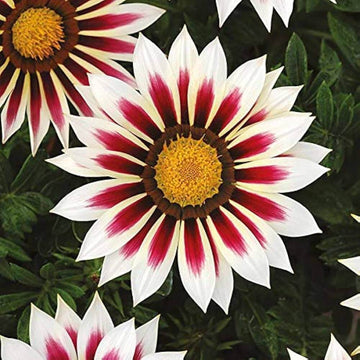 Sunflower Seeds – Africa Gazania