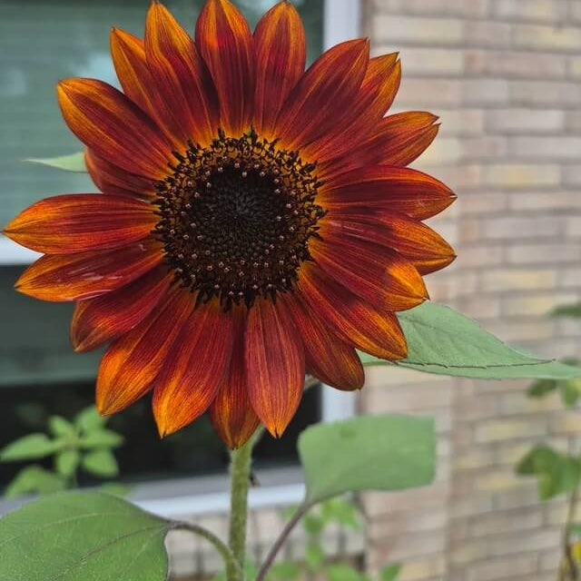 Sunflower Seeds – Brown