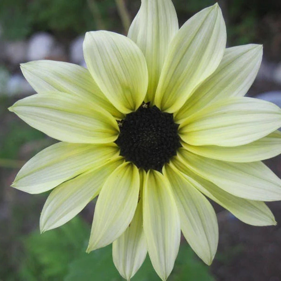 Sunflower Seeds – Ice