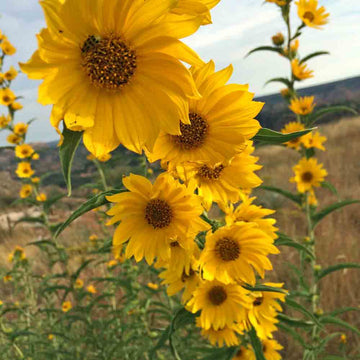 Sunflower Seeds – Maximilian