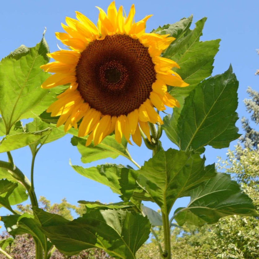 Sunflower Seeds – Mongolian Giant