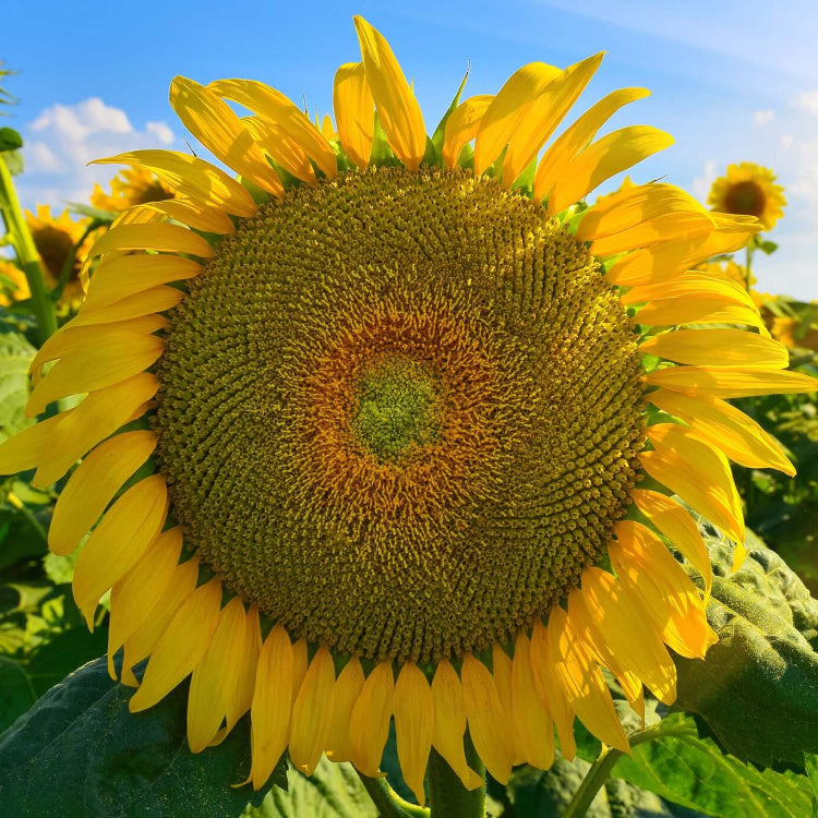 Sunflower Seeds – Mongolian Giant