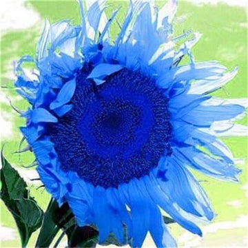 Sunflower Seeds – Ocean Blue