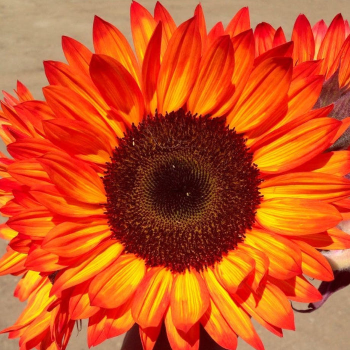 Sunflower Seeds – Orange