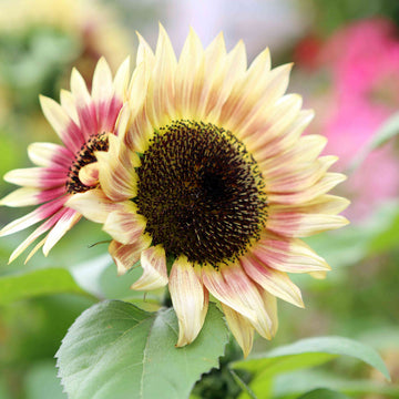 Sunflower Seeds – Pink Mix