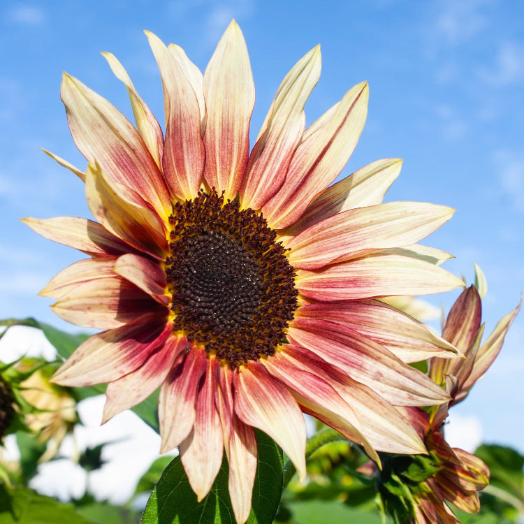 Sunflower Seeds – Pink Mix