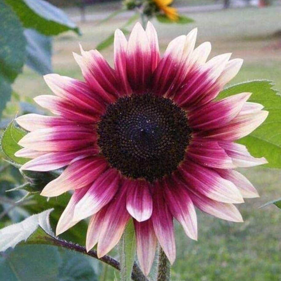Sunflower Seeds – Pink and White