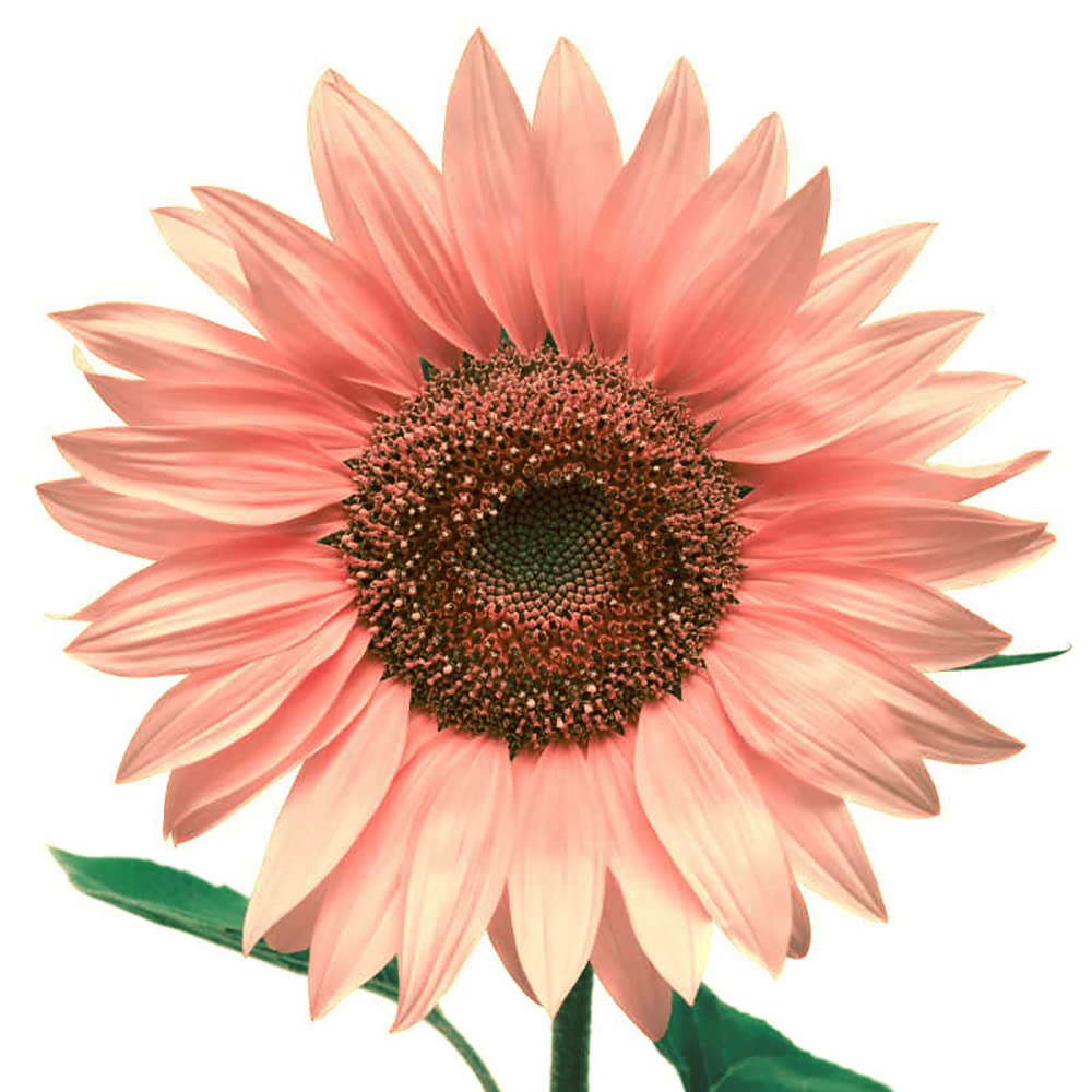 Sunflower Seeds – Pink
