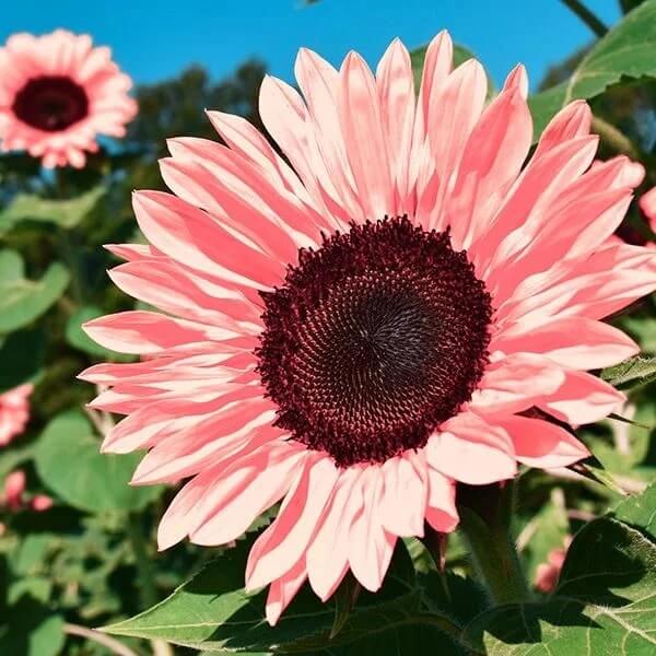 Sunflower Seeds – Premium Pink