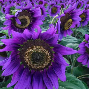 Sunflower Seeds – Purple
