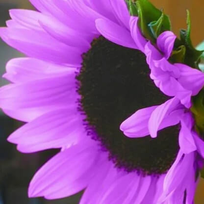 Sunflower Seeds – Purple Mini