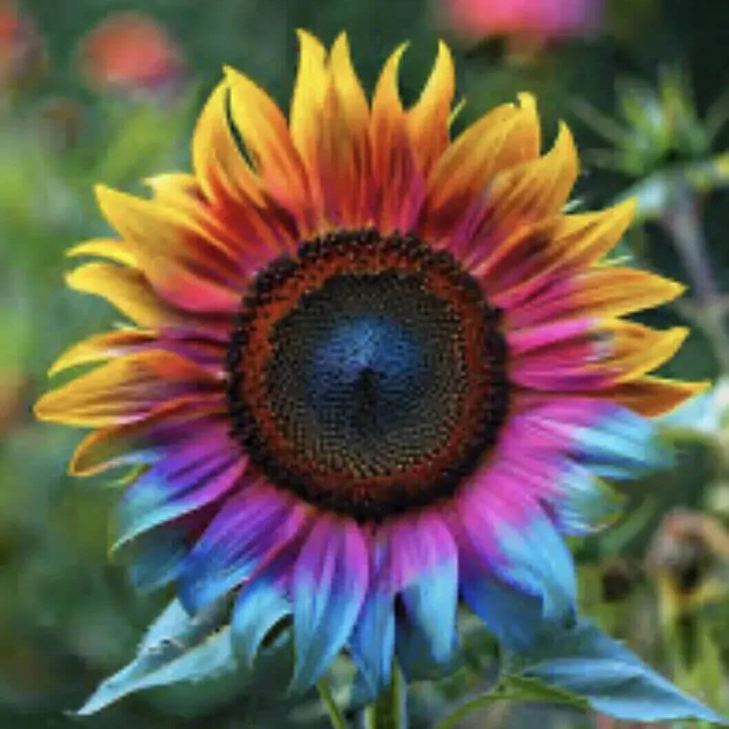 Sunflower Seeds – Rainbow