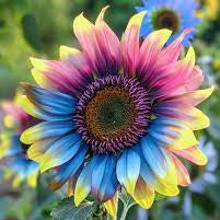 Sunflower Seeds – Rainbow