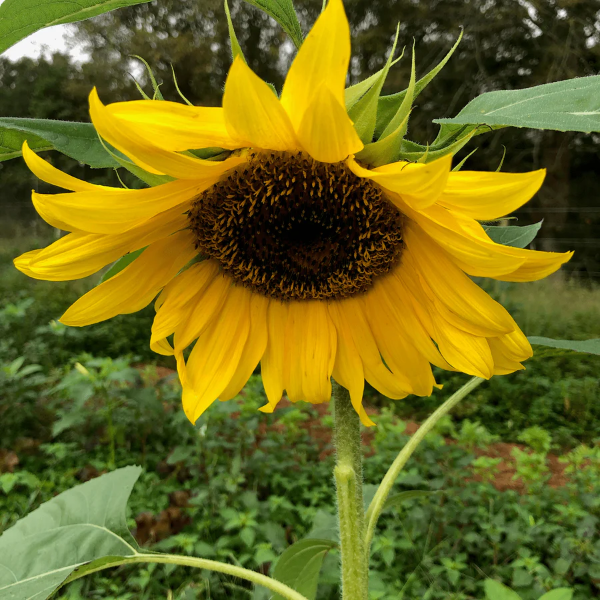 Sunflower Seeds – Russian Mammoth
