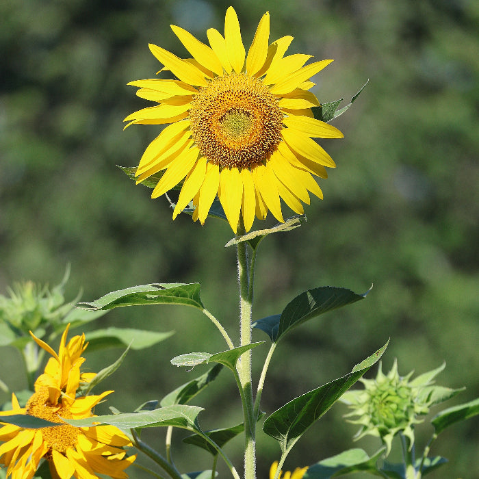Sunflower Seeds – Russian Mammoth
