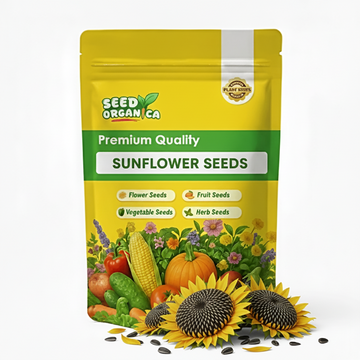 Sunflower Seeds - Sunspot