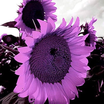 Sunflower Seeds – Purple Mini