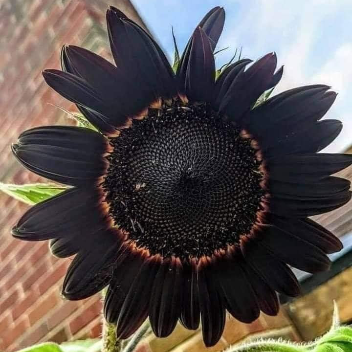 Sunflower Seeds – Black Giant