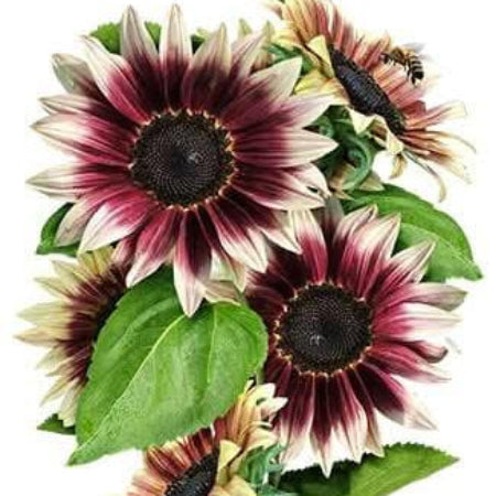 Sunflower Seeds – Cherry Rose