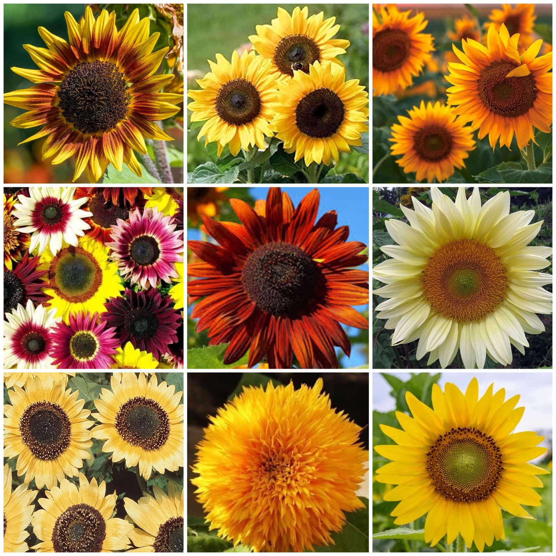 Sunflower Seeds - All In One For Home Gardens