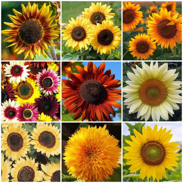 Sunflower Seeds - All In One For Home Gardens
