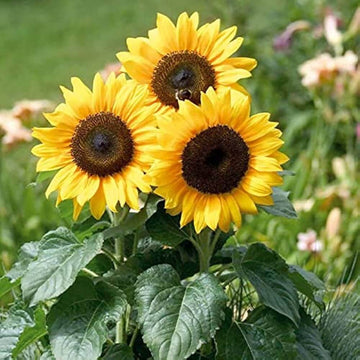 Sunflower Seeds - All In One For Home Gardens
