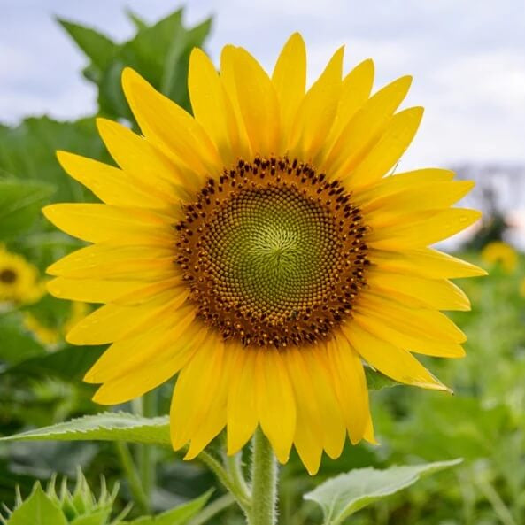 Sunflower Seeds - All In One For Home Gardens