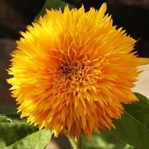 Sunflower Seeds - All In One For Home Gardens