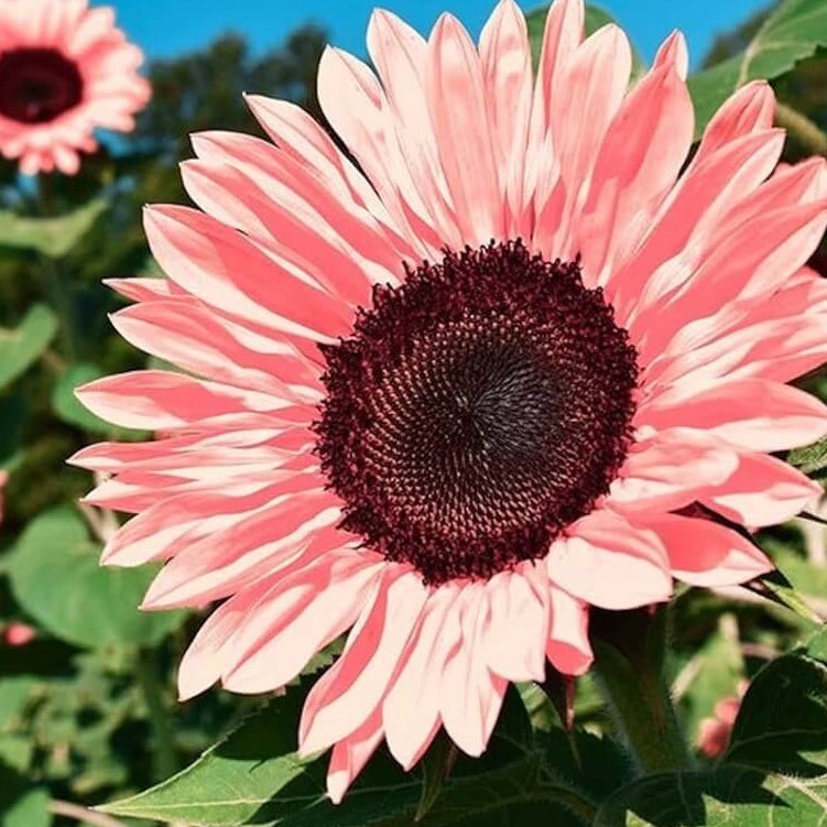 Sunflower Seeds – Baby Pink