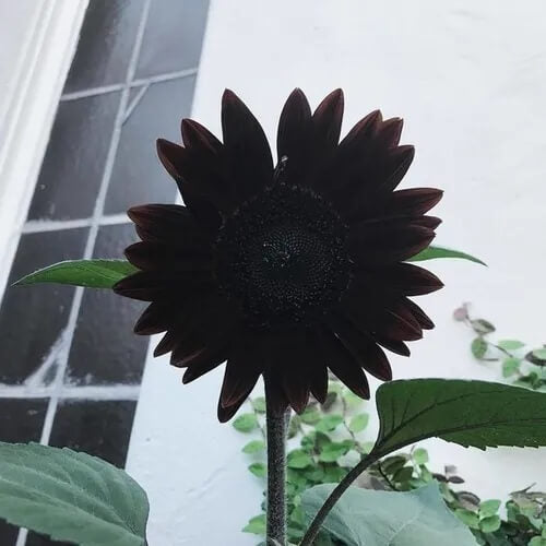Sunflower Seeds – Black Giant