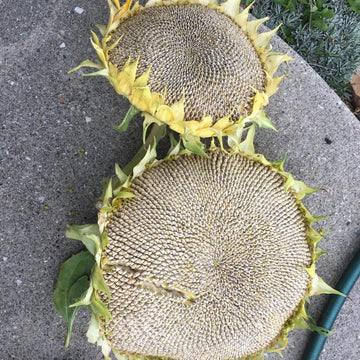 Sunflower Seeds – Gray Giant