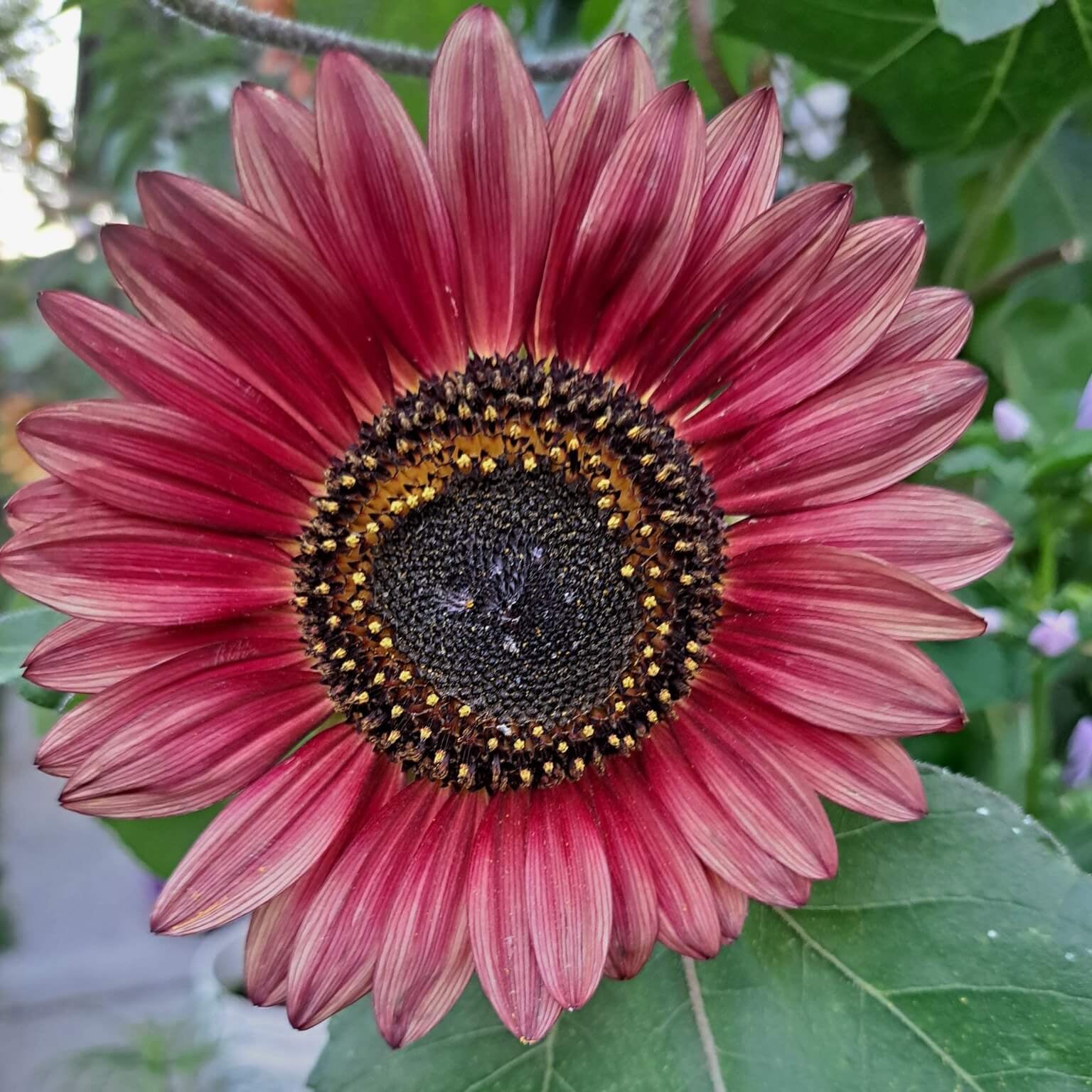 Sunflower Seeds – Pink Mini