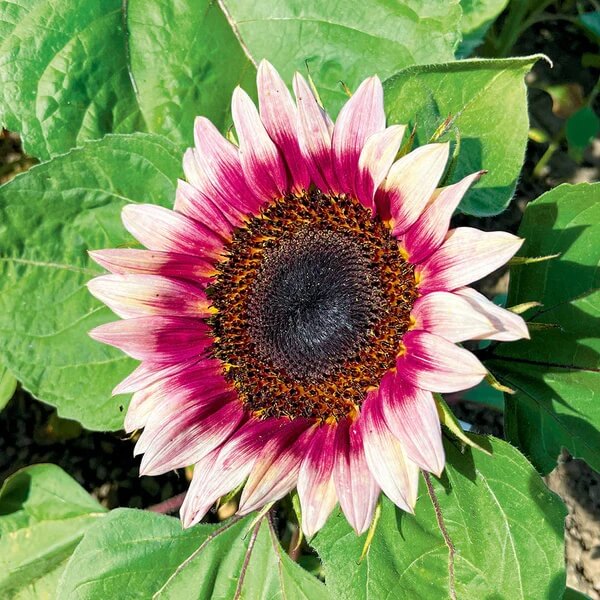 Sunflower Seeds – Pink and White