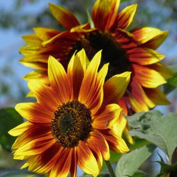 Sunflower Seeds – Yellow Brown