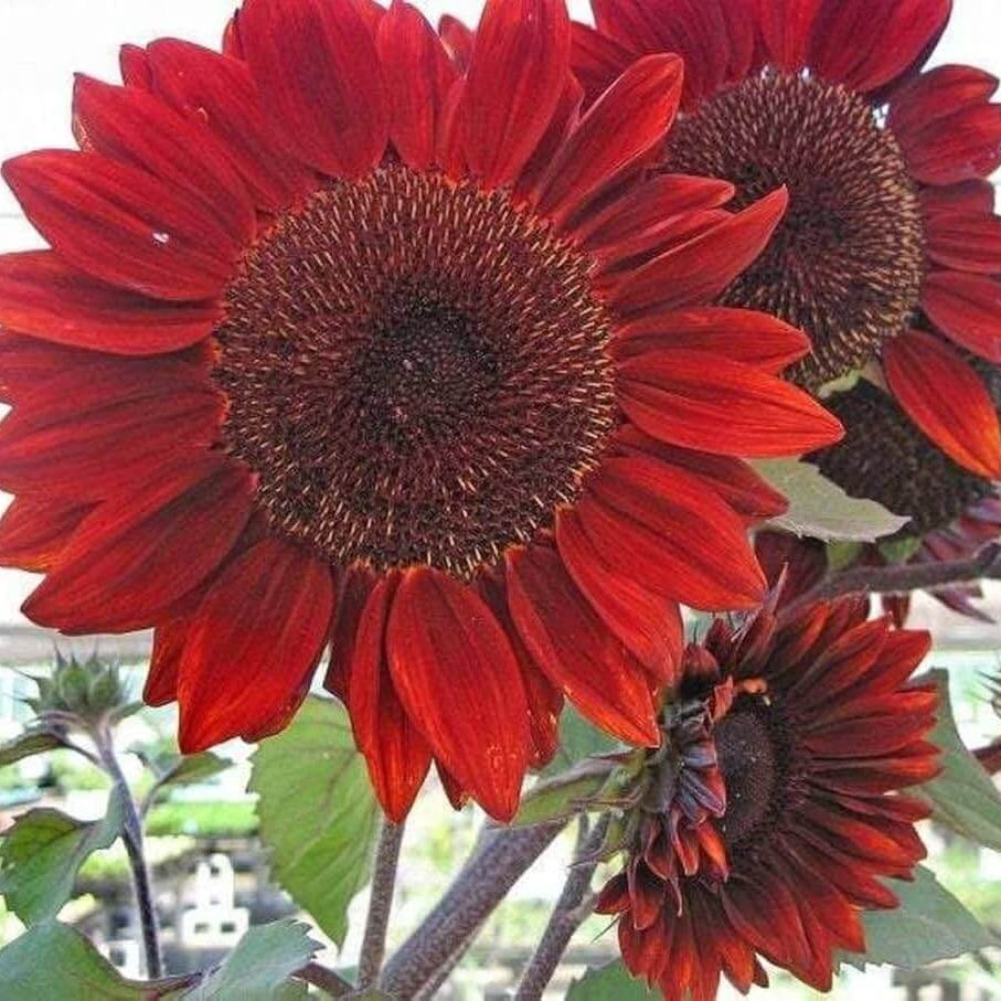 Sunflower Seeds – Red Mini