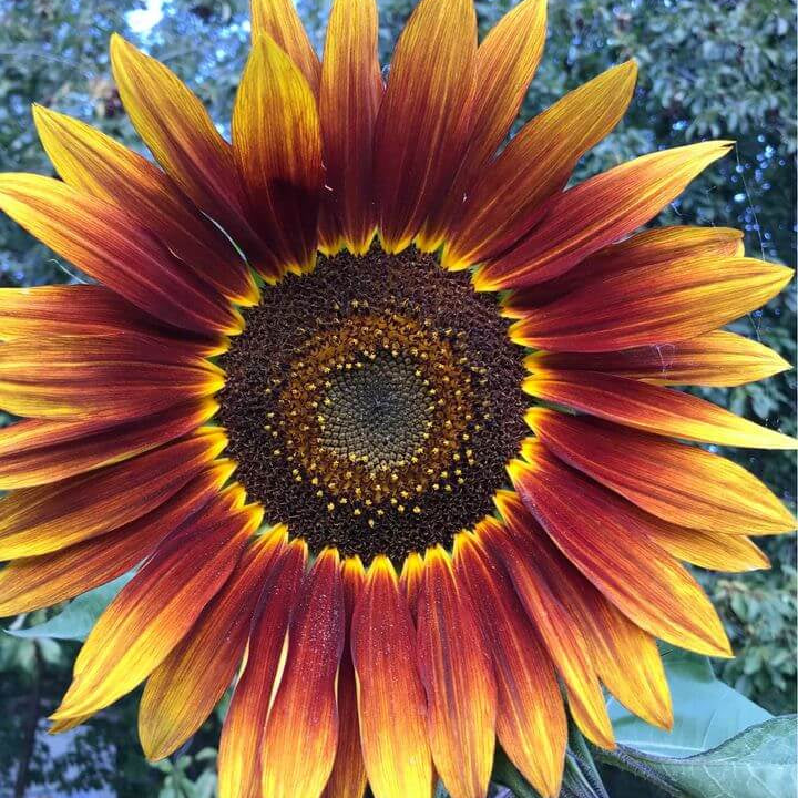 Sunflower Seeds – Yellow Brown