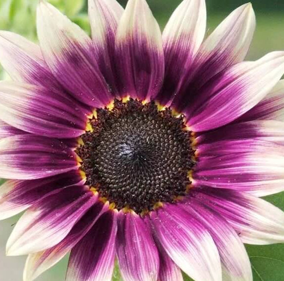 Sunflower Seeds – Cream Violet