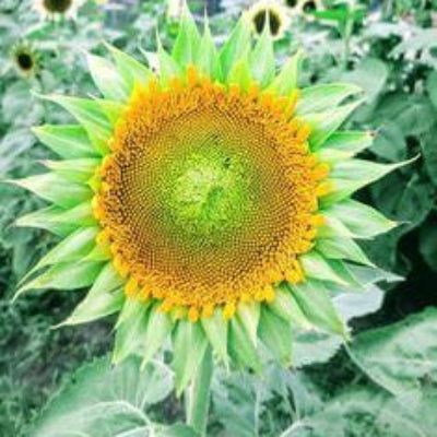 Sunflower Seeds – Sea Green